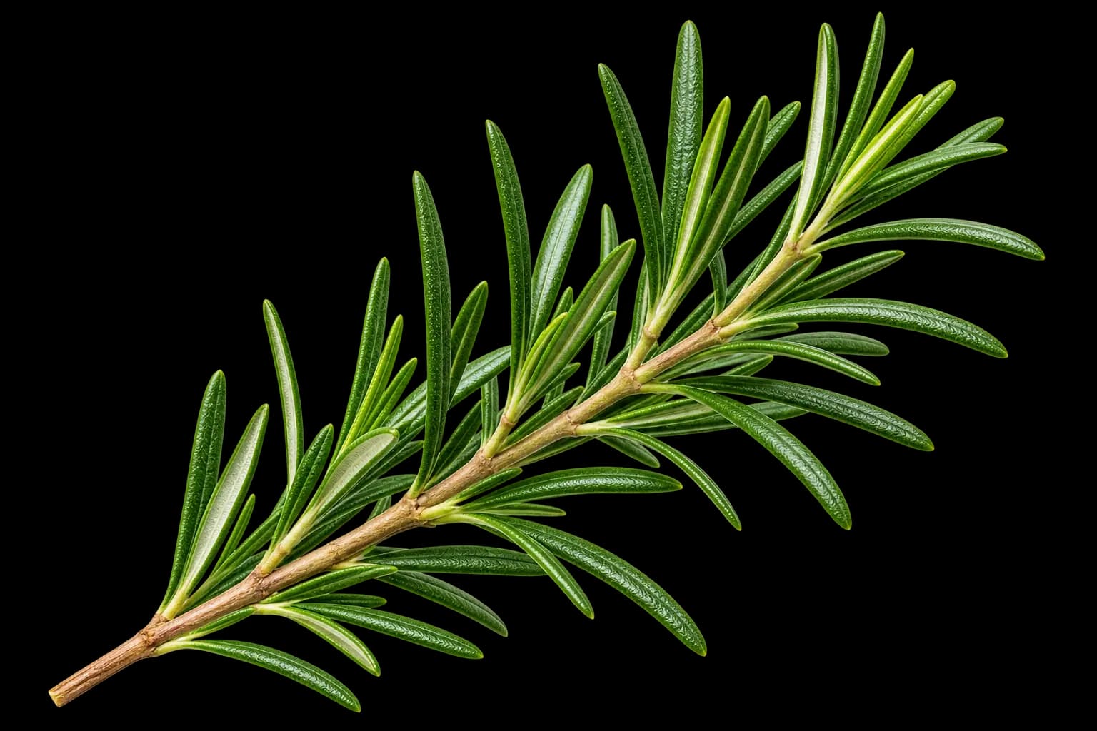 Herbal Cleanse