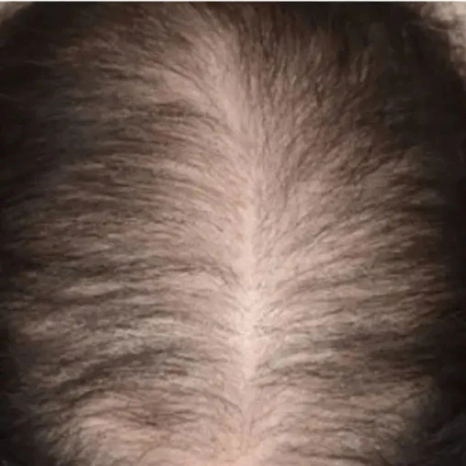 Sidr Powder for Body & Hair