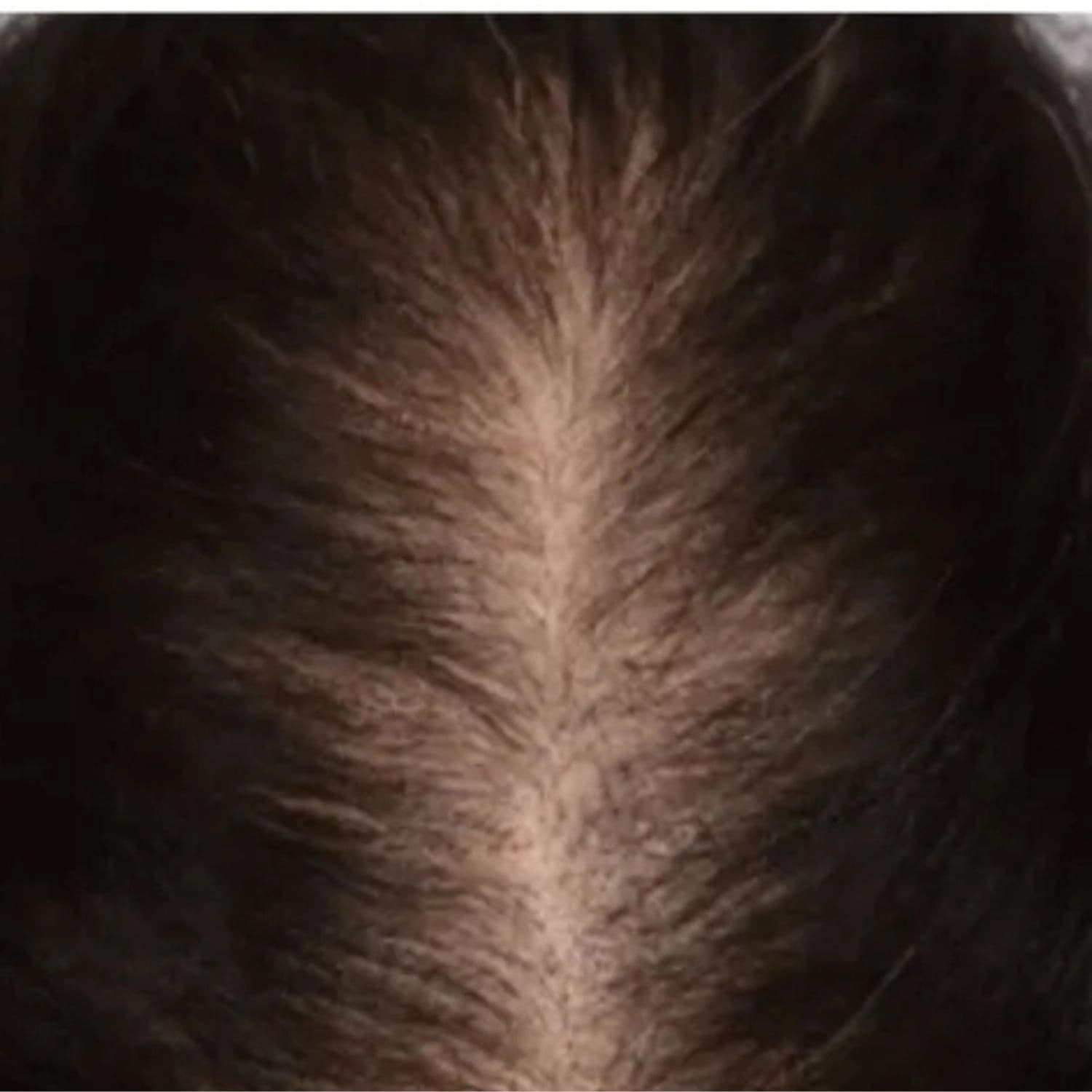 Sidr Powder for Body & Hair