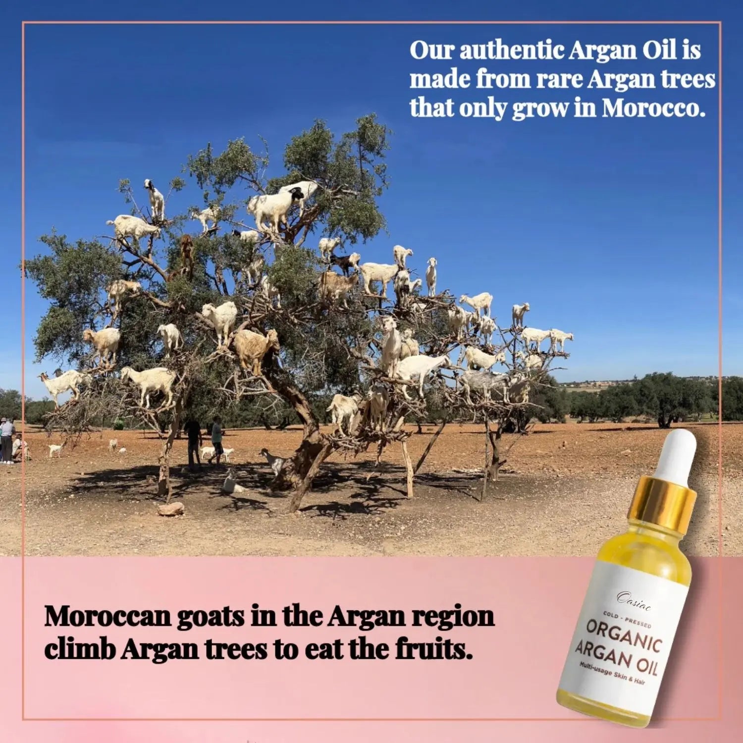 Goats_climbing_Argan_trees